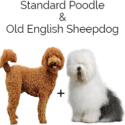 Sheepadoodle Dog